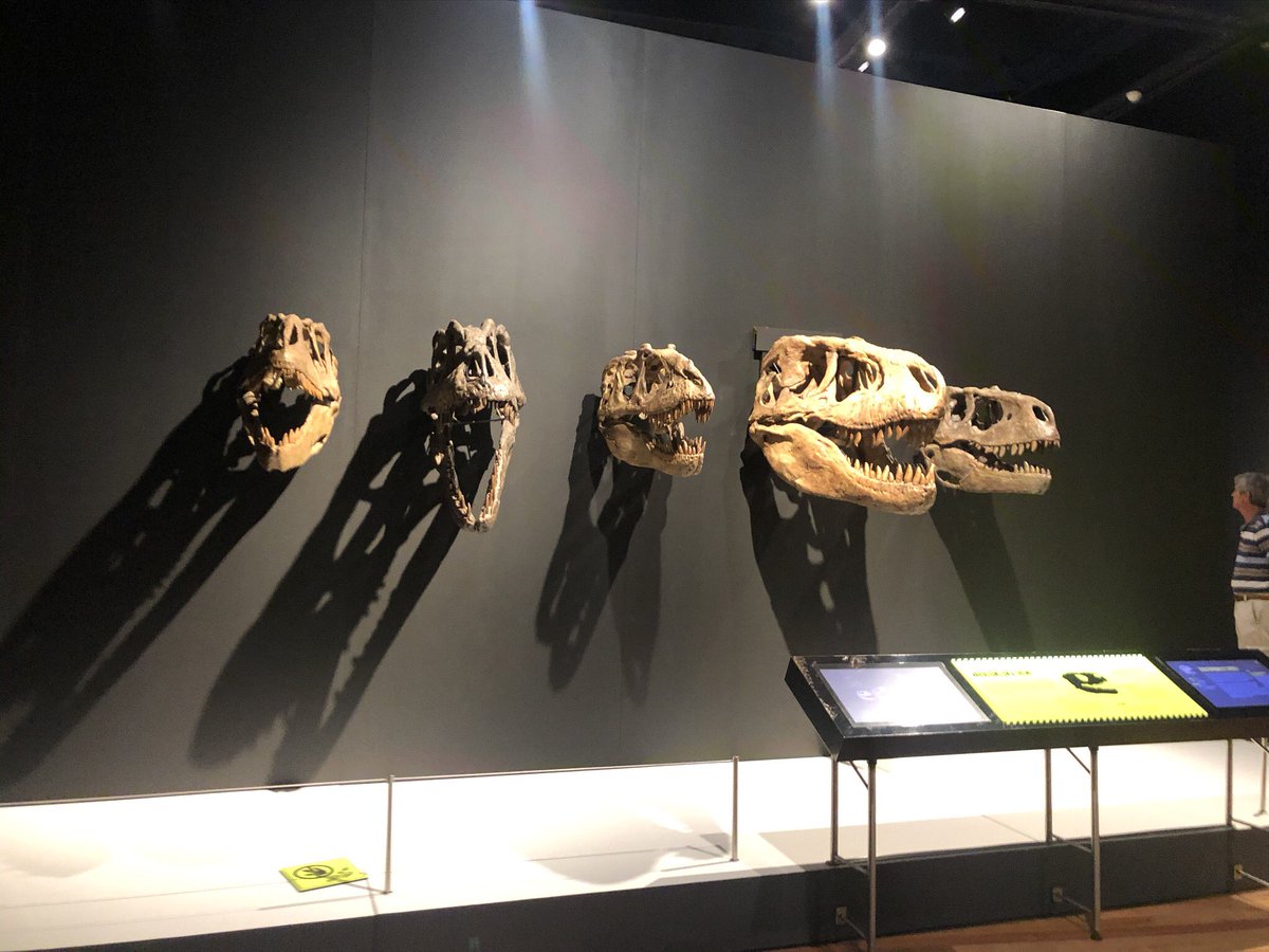 Dinosaurs are f*kn cool.Seriously. End of. Discussion over. But there are so many cool little Easter eggs in this exhibit that didn’t include because I want YOU to discover for yourself! Hot Tip: Kids are gonna LOOOOOOOVE IT.  #AuReopening 11/n