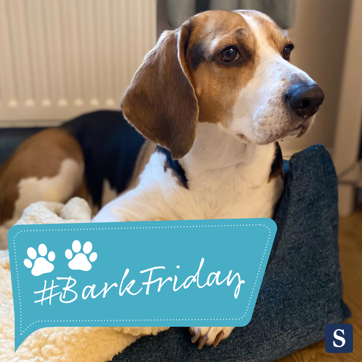 Sleepeezee's tweet photo. Happy #BarkFriday! To celebrate we're giving you a 15% discount on our dog beds - just use the code BARKFRIDAY15 on our website. Happy dreaming to our Sleepeezee pups! 🐾 Shop now: https://t.co/d8GhRmt08a

#blackfriday #discount #dog https://t.co/hYjJT7JsDa