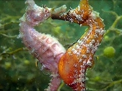 Japandocs テレビ 11 28 土 テレ朝 05時分 日本のチカラ ヒメタツに魅せられて 再生へ向かう 誇りの海 ダイバーに注目されている熊本県水俣市の海 ヒメタツ と呼ばれる新種のタツノオトシゴ その神秘的な出産シーンを見ることも D中村