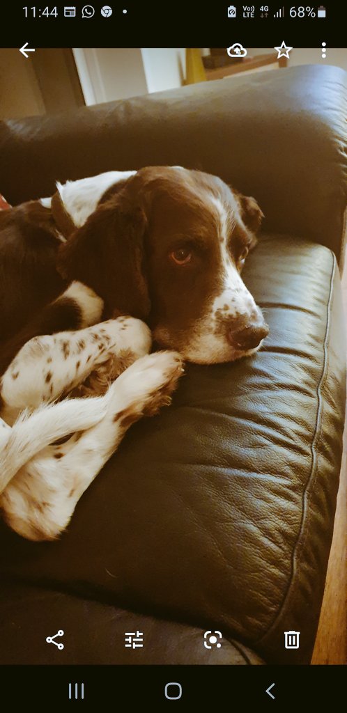 loobslouise's tweet photo. Yesterday we had to take the tough decision and say goodbye to our Jed. He was the best family dog ever. His wee sister Milly is lost without him. RIP Jeddy boy ❤ https://t.co/2AkV8OiMdn