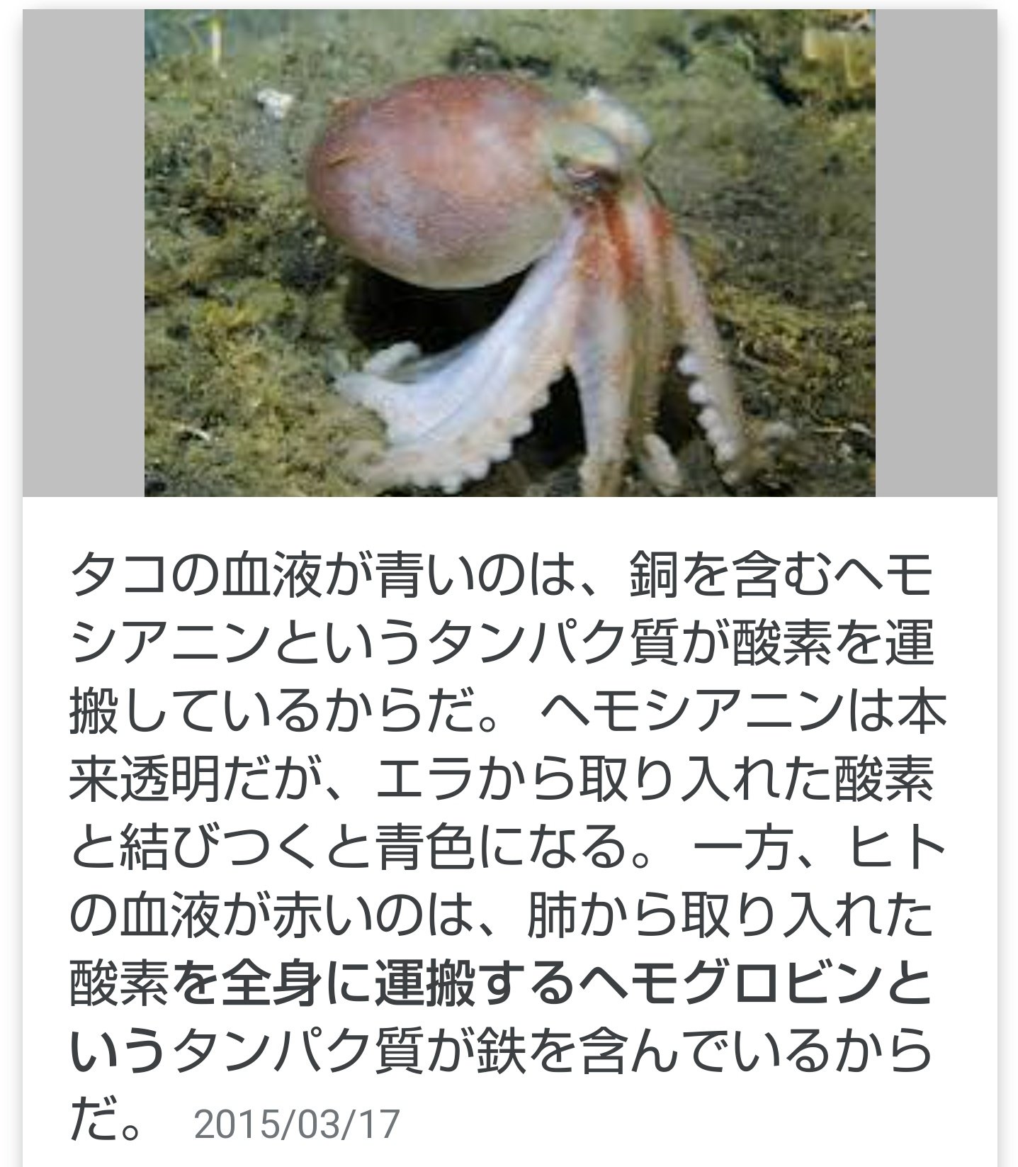 たこまえ タコの血は青い
