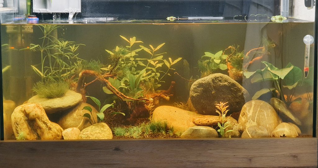 nicoreb10's tweet photo. Ça pousse et se développe tranquillement #aquarium https://t.co/ohQucCAbsi