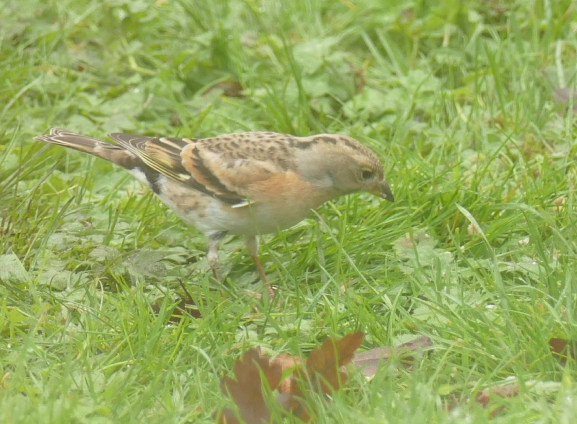 GlosHobby's tweet photo. A Brambling, 2 Blackcap 1m1f, Great Spotted Woodpecker garden highlights. #FoggedIn #Tuffley #GlosBirds https://t.co/HYQwz7fDQf
