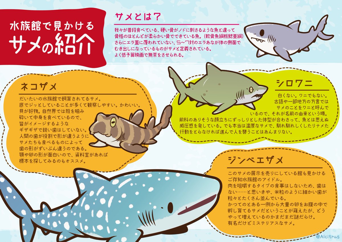 11月27日はサメの日 水族館で見かけるサメの一部を紹介 話題の画像プラス