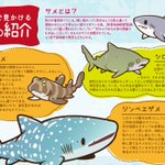 11月27日はサメの日？水族館で見かけるサメの一部を紹介!