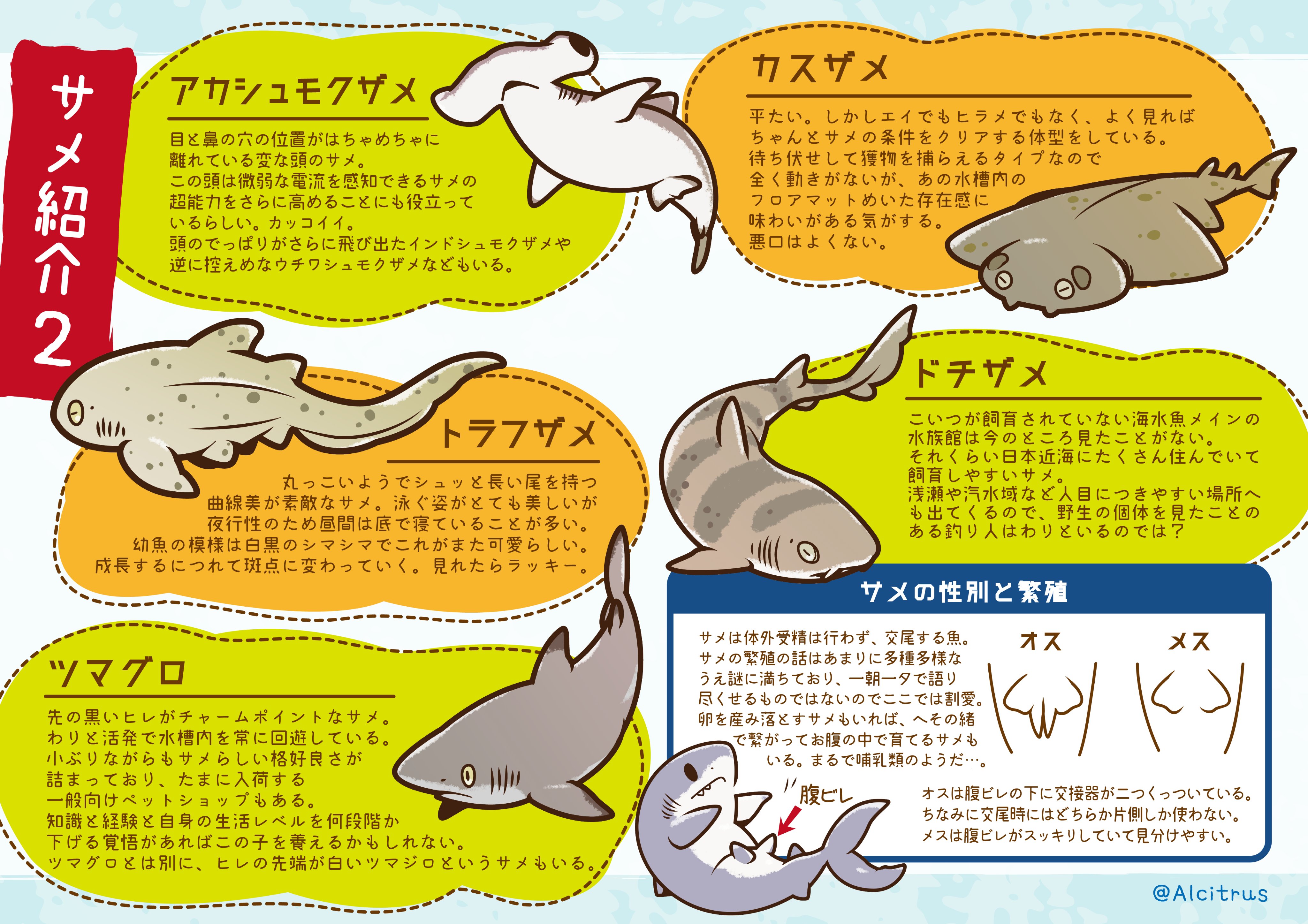 11月27日はサメの日 水族館で見かけるサメの一部を紹介 話題の画像プラス 11月27日はサメの日 水族館で見かけるサメの一部を紹介 話題の画像プラス