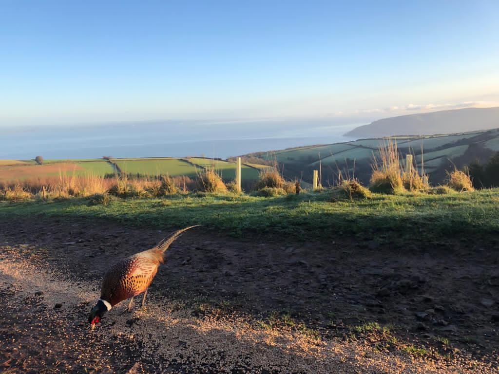 Lillycombe Sporting Club tweet media