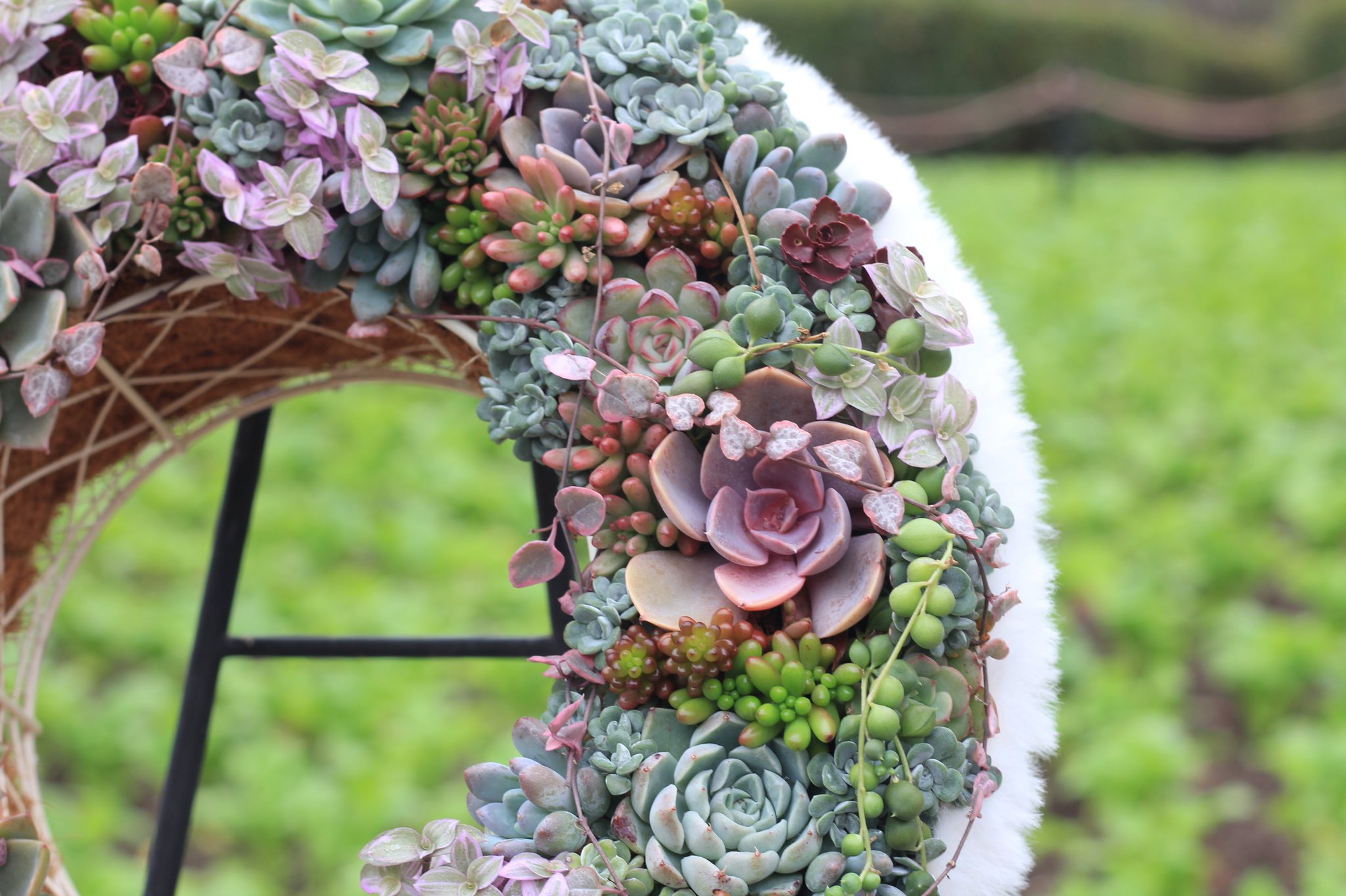 福岡市植物園 育てるリース 只今展示に向けて準備中です 多肉植物 のリースは Stem 様の作品です さて問題です サボテン は多肉植物に含まれる 含まれない 楽しみながら学ぶ 176問目 福岡市植物園 福岡市動植物園 一人一花 タニラー た