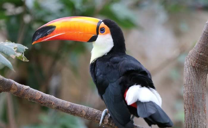 日本平動物園かアドベンチャーワールドか神戸のとこの動物園ら辺に行きたい。
オニオオハシさんに会いたい一目見てみたいいいい🥺🥺🥺
かぁんわうぃ〜〜〜😍😍😍 https://t.co/CyW4R0FaPO