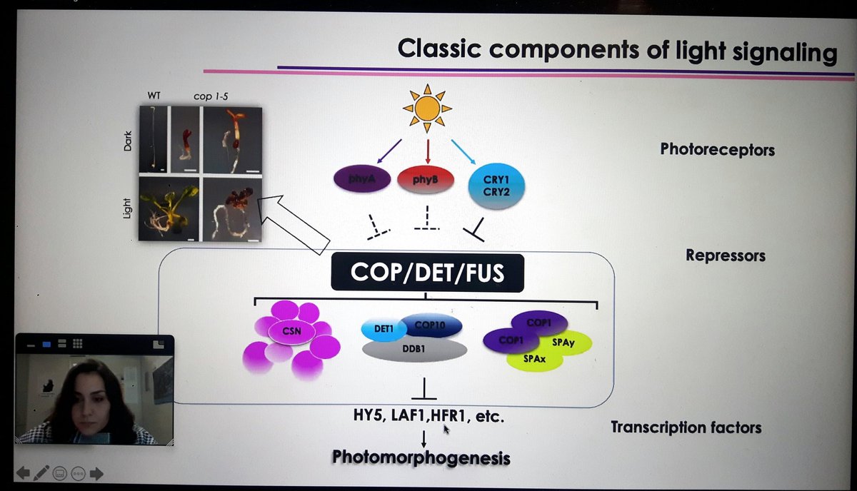 PabloPulidoPQC's tweet photo. Novel pathways for #light regulation mediated by #DET1 unveiled by @EstherCanibano from @VicenteRubioSci lab at @xvrbmp find more now in @biorxiv_plants https://t.co/J1eqn6XWBO #proteostasis #XVRBMP https://t.co/1e9LdIlpD8