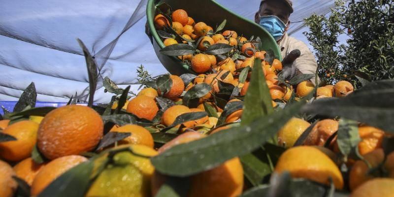 En Corse, la récolte des clémentines "sauvée" par les saisonniers marocains bit.ly/2JmoIew