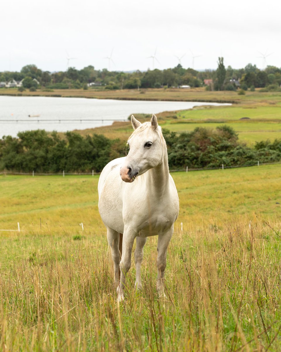 NORSE PROJECTS tweet media