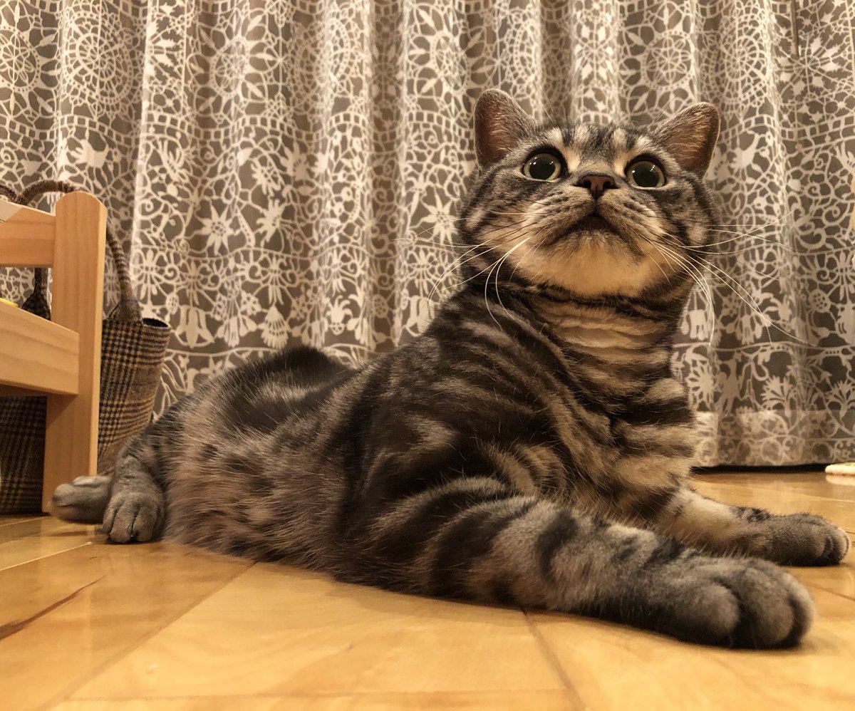 𝑳𝑬𝑬𝑳𝑨𝑽 𝑨𝑹𝑻 🎨 (@lele_art)  توییتر