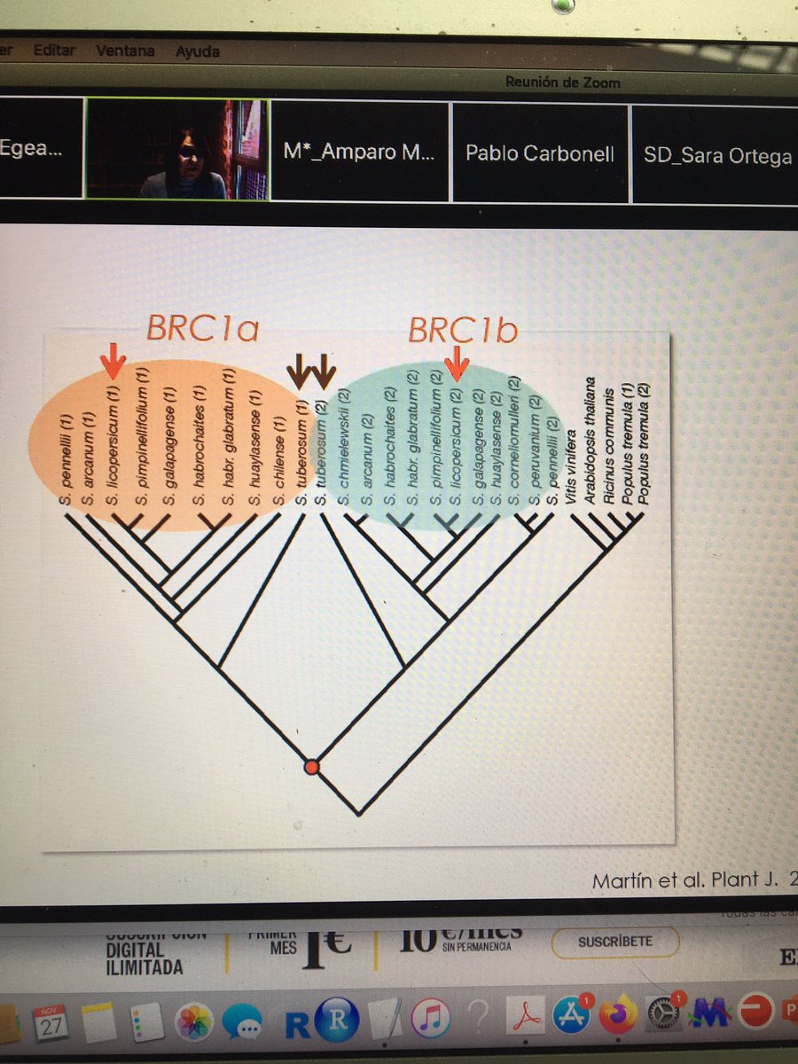 MarcosEgeaCorti's tweet photo. Great seminar of @pilarcubas about the role of Brc1b on sink source and tuber formation from @CNB_CSIC at #XVRBMP @xvrbmp https://t.co/ze59dD5KBq