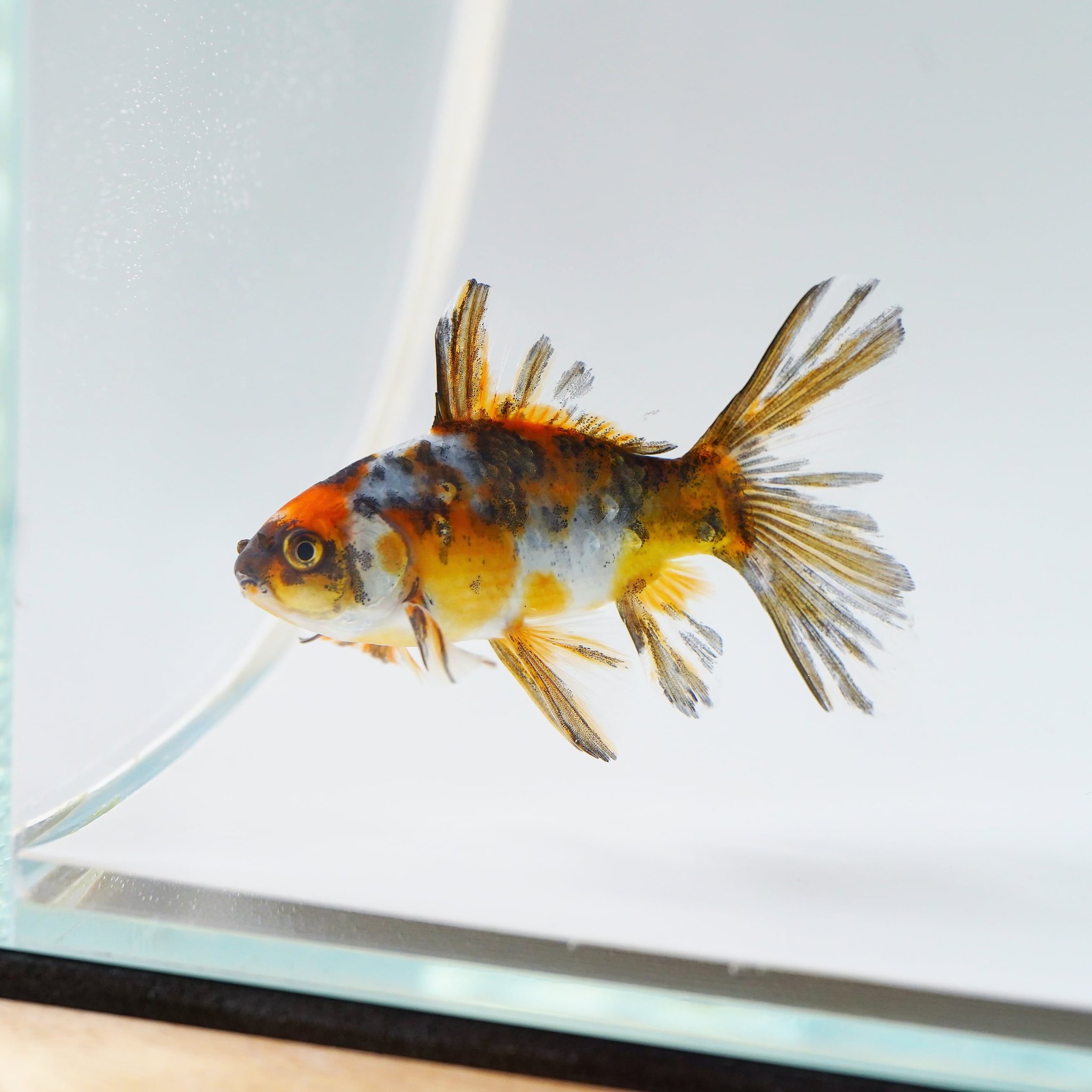 極光金魚展on Twitter ブリストル朱文金 愛知 金魚 極光金魚展 水 Water Goldfish Aquarium T Co Ntjqbtbrco Twitter