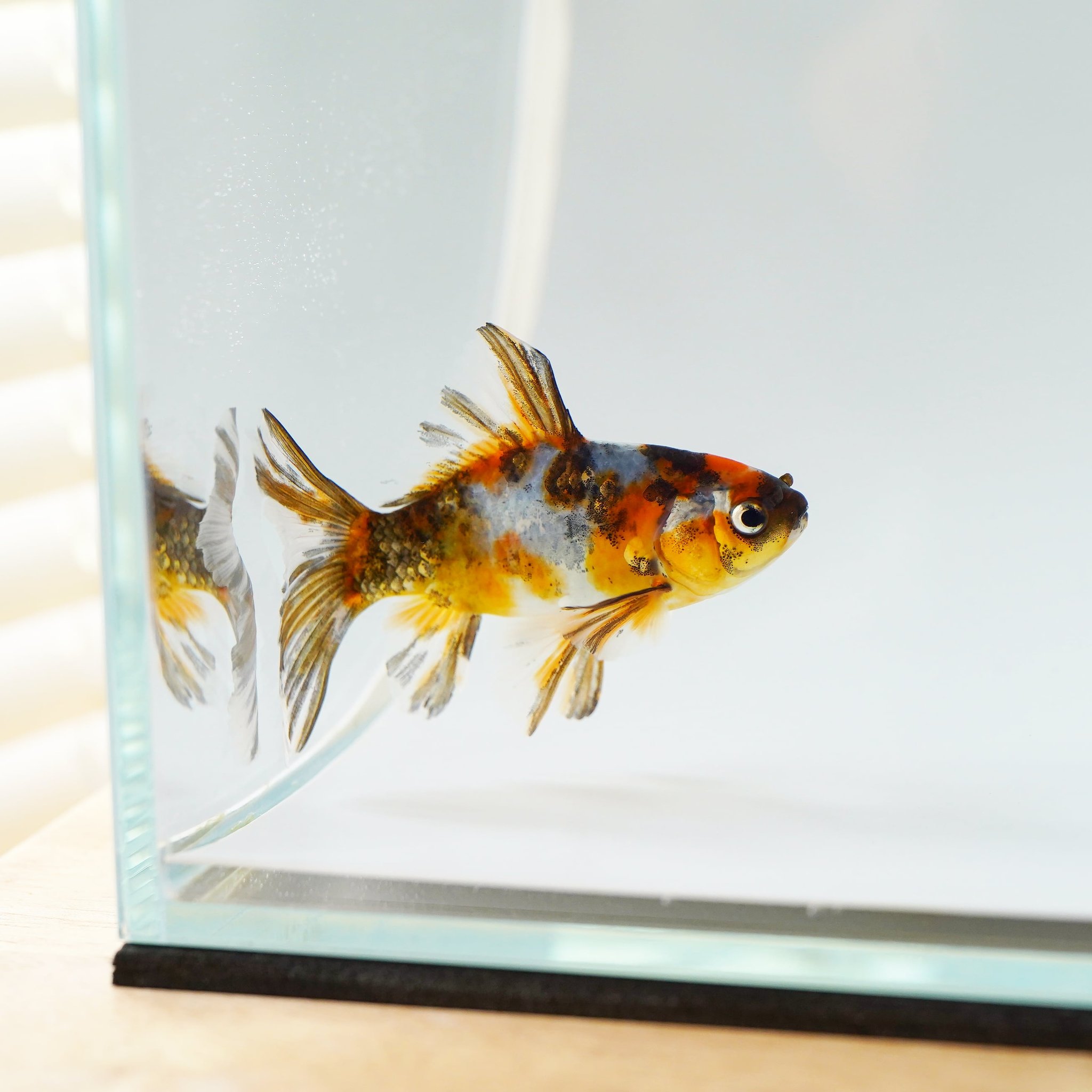 極光金魚展on Twitter ブリストル朱文金 愛知 金魚 極光金魚展 水 Water Goldfish Aquarium T Co D16aksi9ns Twitter