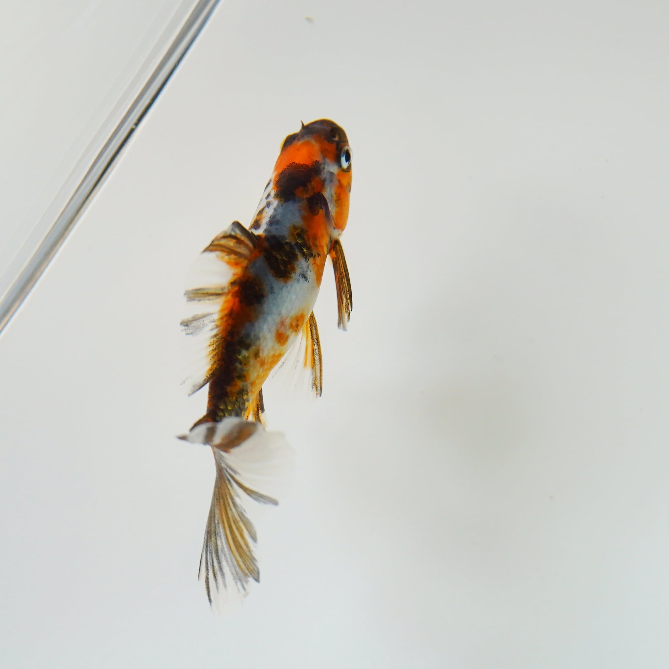 極光金魚展on Twitter ブリストル朱文金 愛知 金魚 極光金魚展 水 Water Goldfish Aquarium T Co D16aksi9ns Twitter