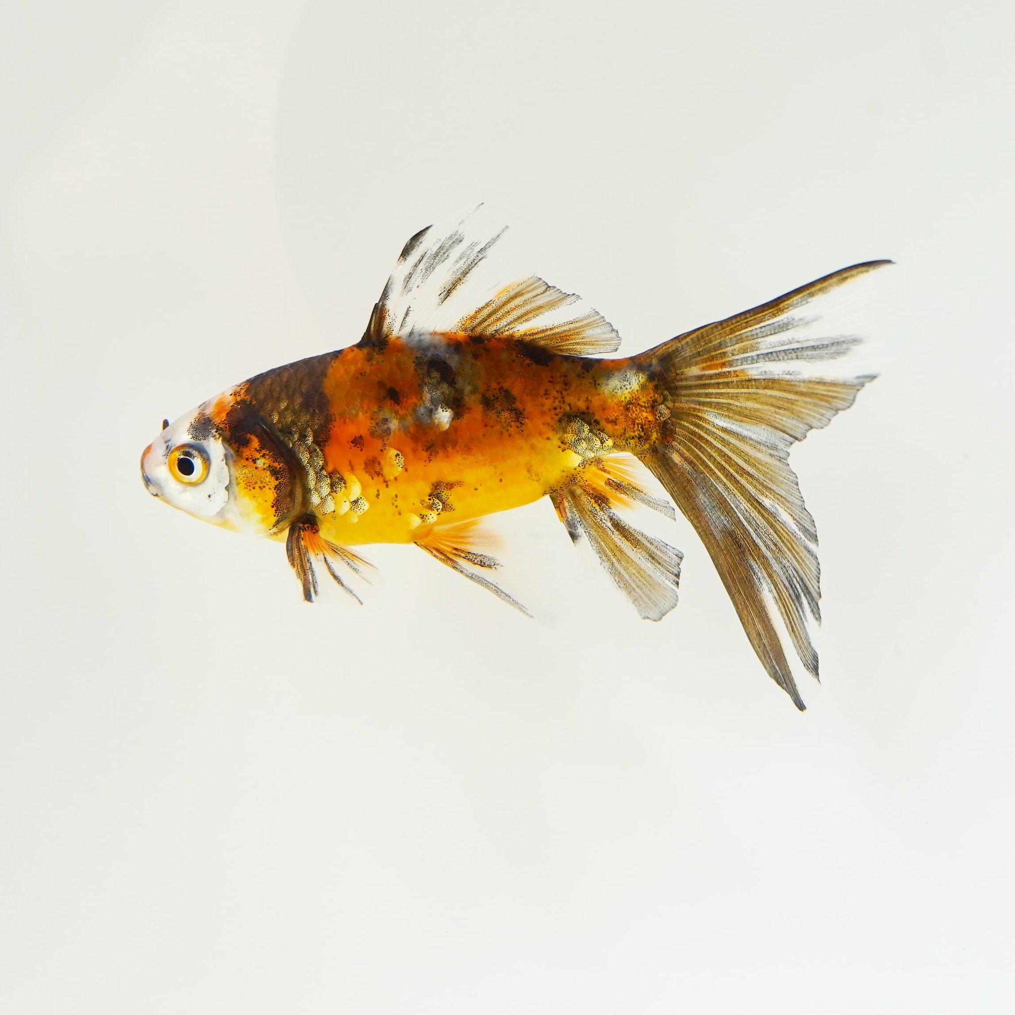 極光金魚展on Twitter ブリストル朱文金 愛知 金魚 極光金魚展 水 Water Goldfish Aquarium T Co D16aksi9ns Twitter