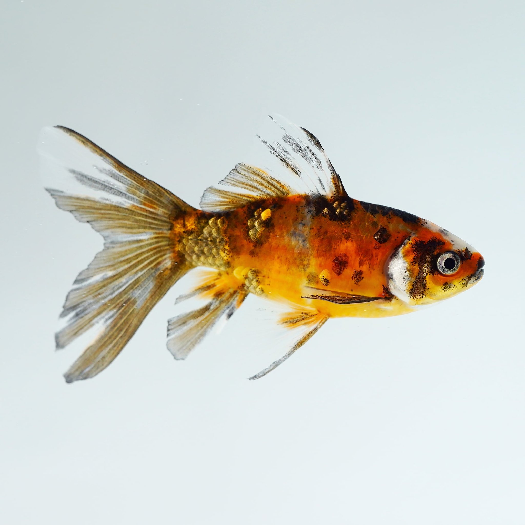 極光金魚展on Twitter ブリストル朱文金 愛知 金魚 極光金魚展 水 Water Goldfish Aquarium T Co D16aksi9ns Twitter