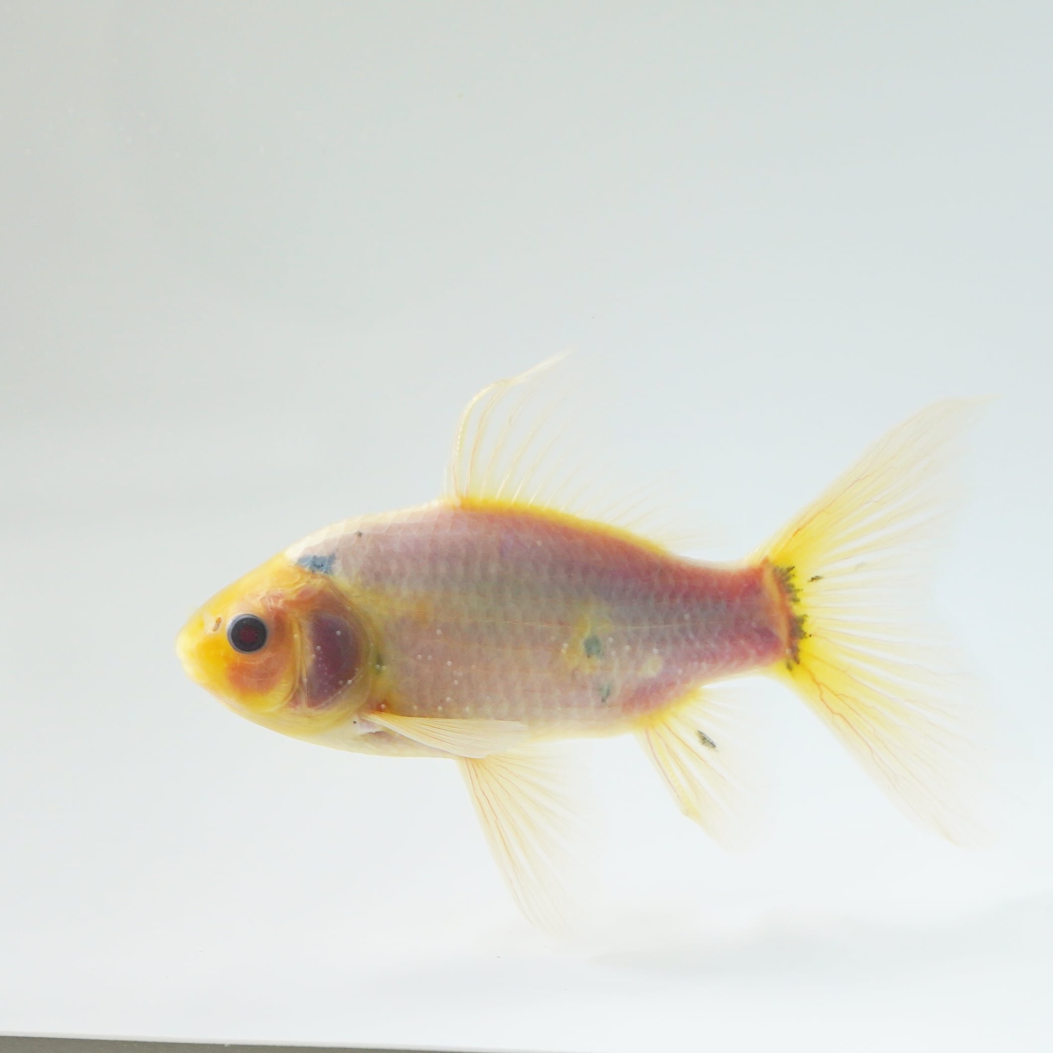 極光金魚展on Twitter ブリストル朱文金 愛知 金魚 極光金魚展 水 Water Goldfish Aquarium T Co D16aksi9ns Twitter