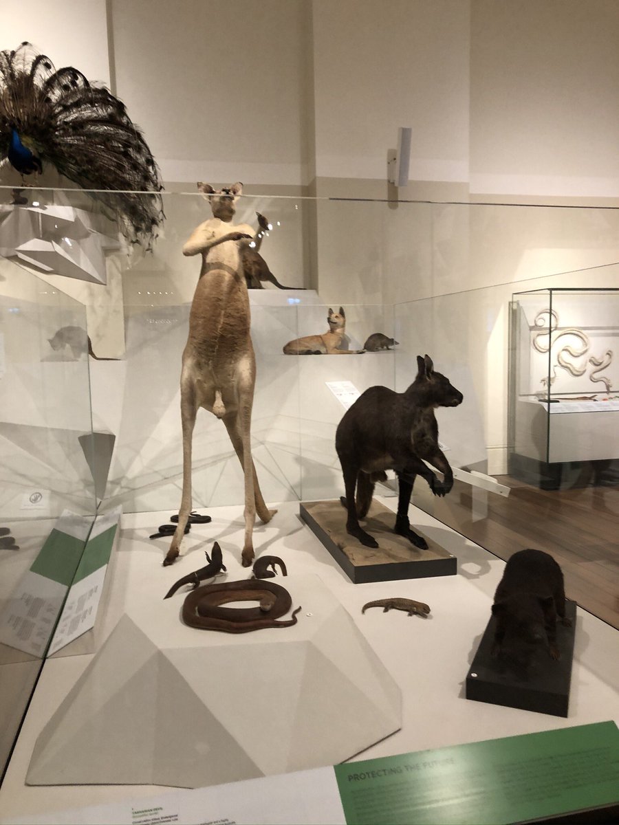 Some of you might recognise this part of the exhibit. A lot of what is on display are endangered species.  @austmus has a taxidermist on site that goes though the process of preserving the animals for display.  #AuReopening 21/n