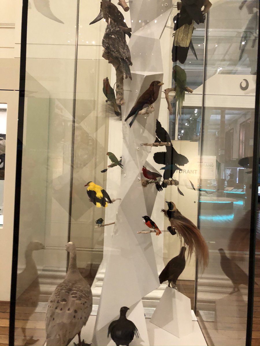 Some of you might recognise this part of the exhibit. A lot of what is on display are endangered species.  @austmus has a taxidermist on site that goes though the process of preserving the animals for display.  #AuReopening 21/n
