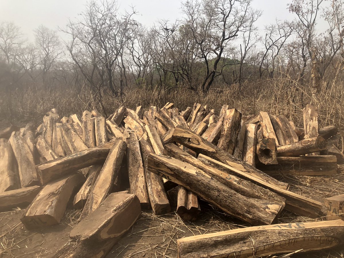 I just got word that the loggers are back after a raining season/covid hiatus to finish off logging what is left of Sierra Leone’s oldest NP, despite the fact the govt just hired 500 new game guards for NPs. #SierraLeone  #SaloneTwitter