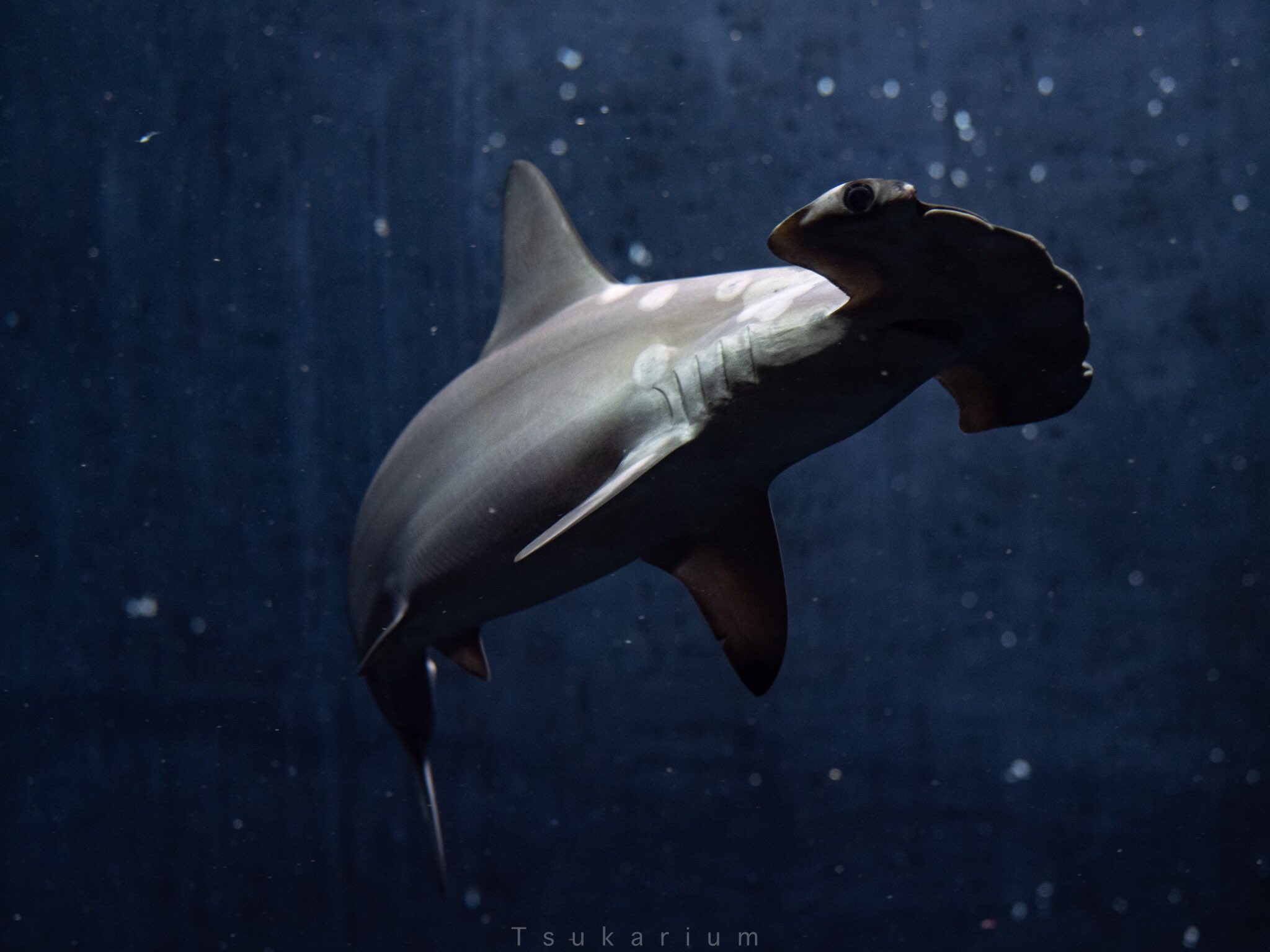 銀鏡つかさ 世界サメの日 Worldsharkday サメってシンプルにかっこいい いや かっこよすぎる T Co Yuo6tnwkfl Twitter