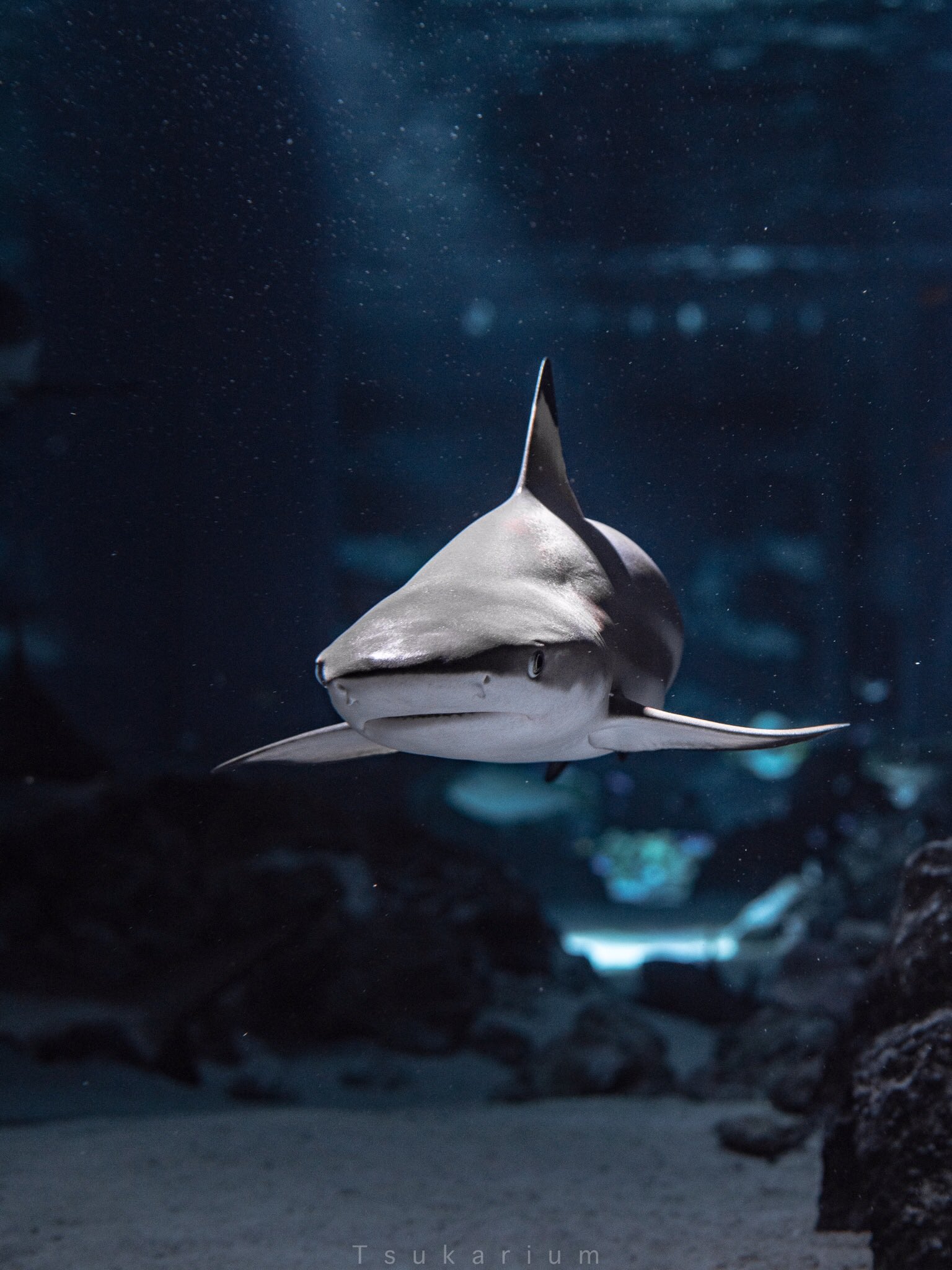 銀鏡つかさ 世界サメの日 Worldsharkday サメってシンプルにかっこいい いや かっこよすぎる T Co Yuo6tnwkfl Twitter