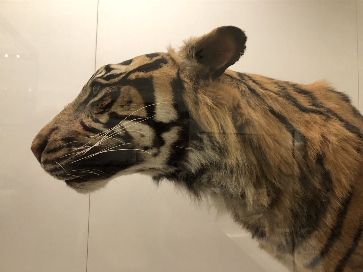 The Sumatran tiger is heavily poached but this tiger had a good life in Australia. He fathered 19 kittens and lived in Melbourne, The Australia Zoo and Taronga in Dubbo. He now is on display at the  @austmus.  #AUReopening 24/n