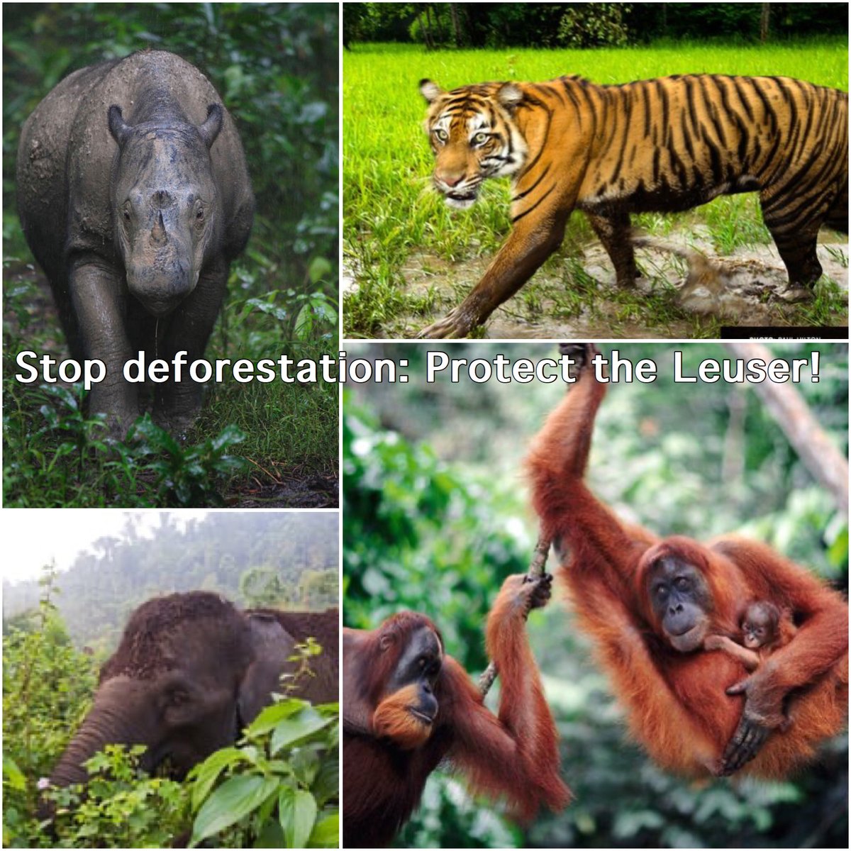 mikecoulson48's tweet photo. The Leuser Ecosystem is the only place on Earth where you can find elephants, tigers, rhinos and orangutans under the same forest canopy. https://t.co/oeiycqwwaH https://t.co/GAK37hz3dA
