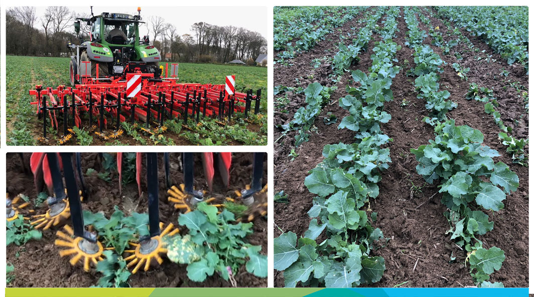 NatUp_groupe's tweet photo. NatUp engagée depuis toujours dans l'innovation, expérimente chez Baptiste le binage du colza > réduire les herbicides > préserver la qualité du désherbage et la ressource en eau. #natup #cooperative #innovation #experimentation #binage #preservation #agroecologie #ilsfontnatup https://t.co/WAeE29Xvau