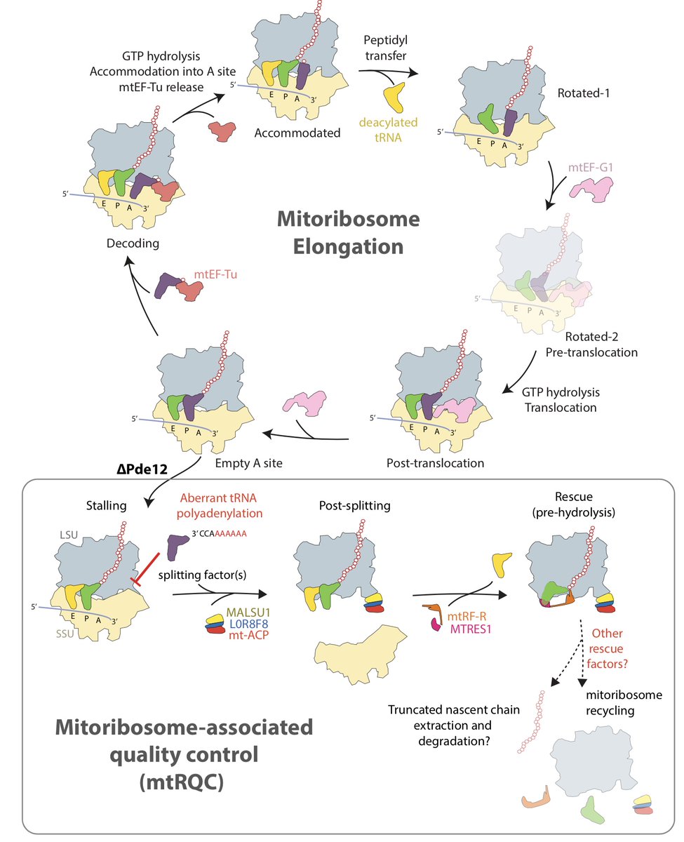 This is a breakthrough in understanding mitochondrial translation:  #cryoEM structures of mitoribosomes trapped in various translation stages & mitoribosome-linked quality control pathway (mtRQC) triggered by stalling during elongation to prevent aberrant translation | 2/5