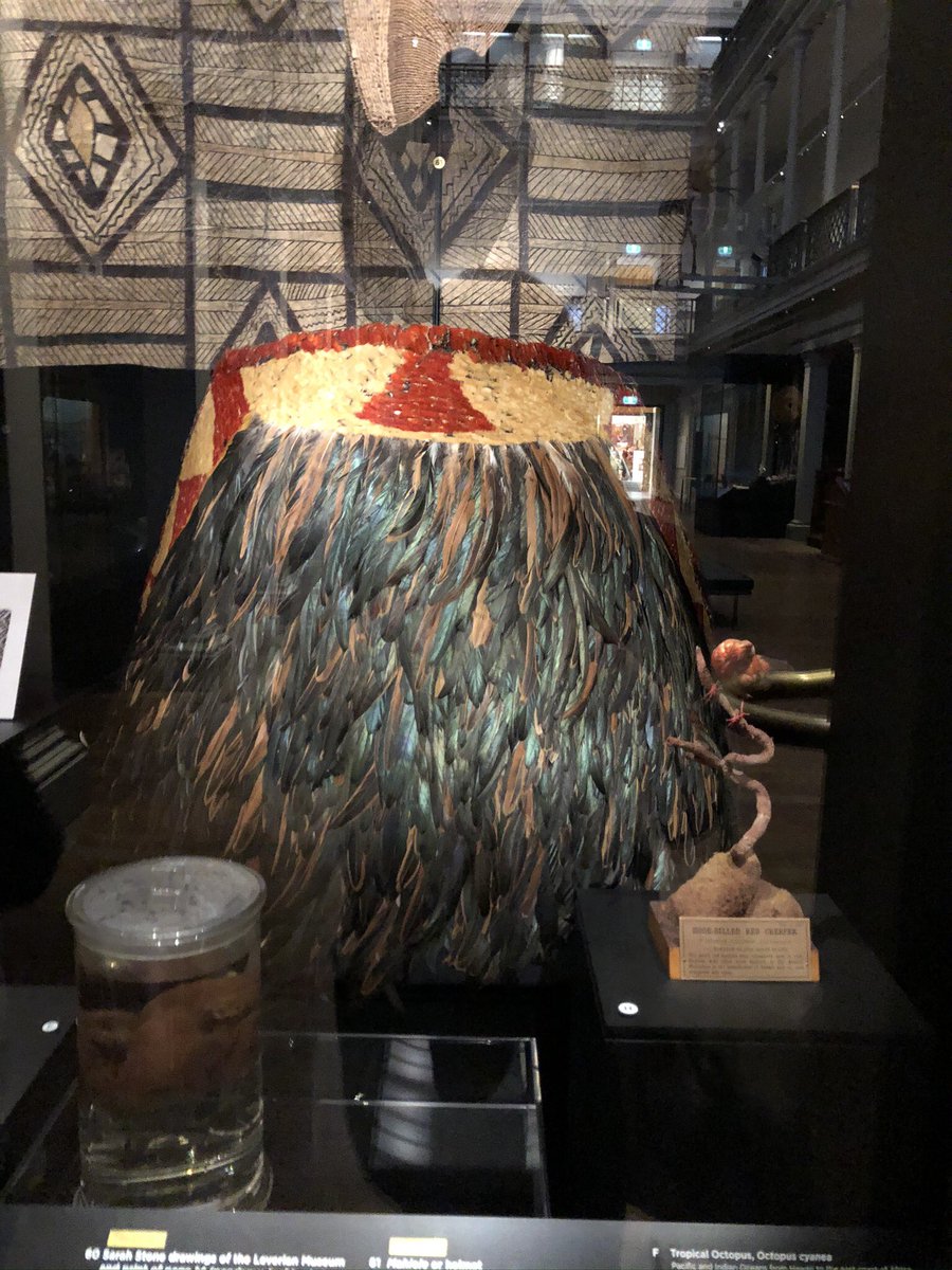 This room includes the cloak that was given to Captain Cook from the Hawaiian cheif. It was given to cook as protection - but it didn’t work because he was still hacked to death. The cloak features the feathers of now extinct birds.  #AUReopening 26/n