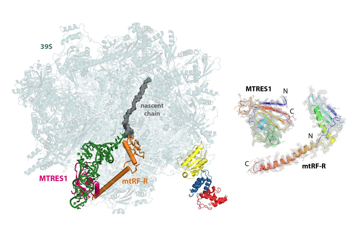 The study also explains the role a release factor homolog C12orf65 (mtRF-R), frequently implicated in  #mitochondrialdisease, and a recently identified RNA-binding protein C6orf203 (MTRES1)  @MolMet_KI  @IIMCB_Poland  @NAR_Open | 4/5 https://academic.oup.com/nar/article/47/14/7502/5521788  https://academic.oup.com/nar/article/47/17/9386/5545367