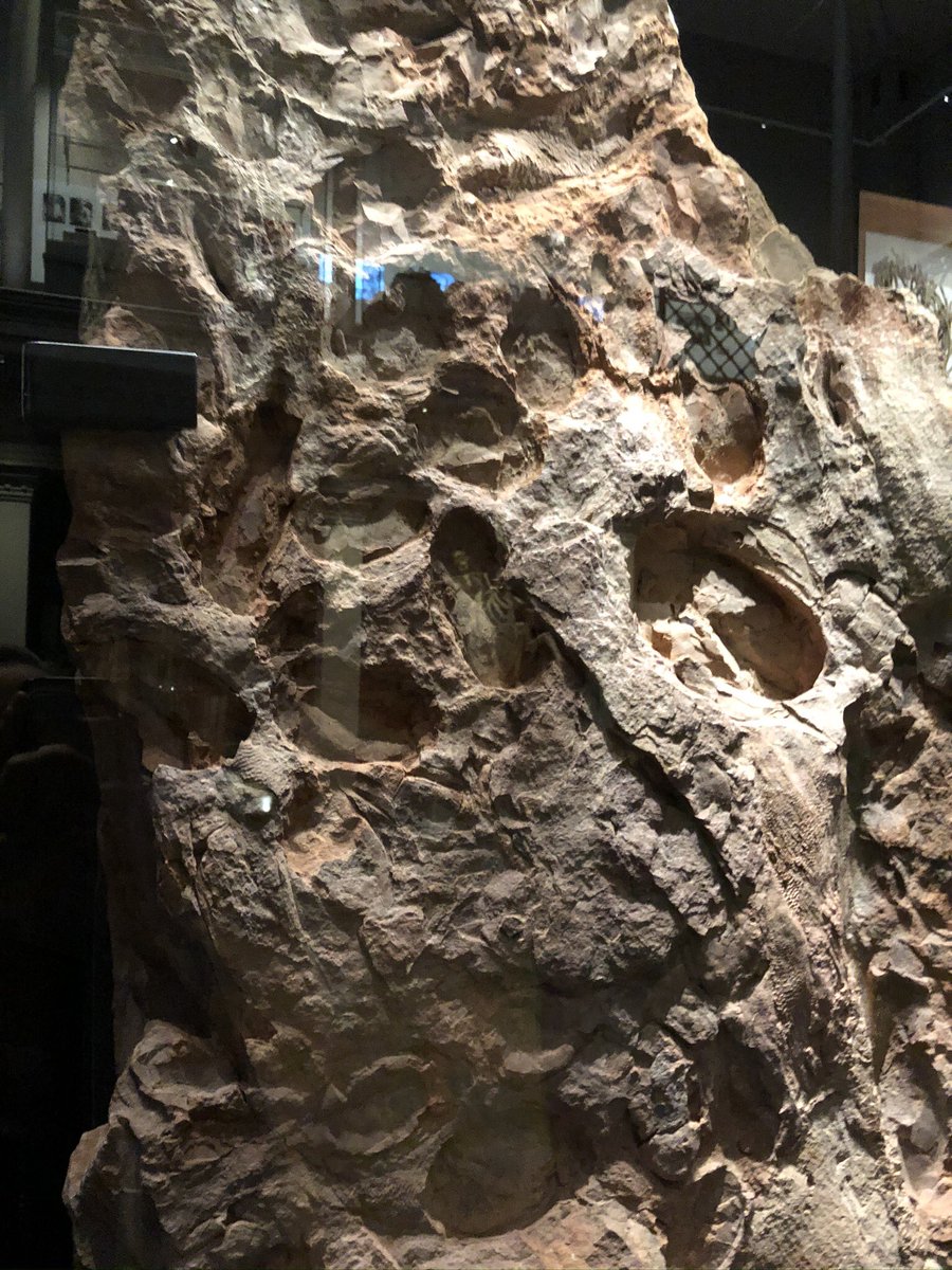In true Aussie style, this imprint of fish fossils was found by an excavator - he propped it up on a tree and called the museum. There was no way to get it as the time, so it sat there next to a tree for over 20 years and the punch line? It’s worth millions!  #AUReopening 27/n