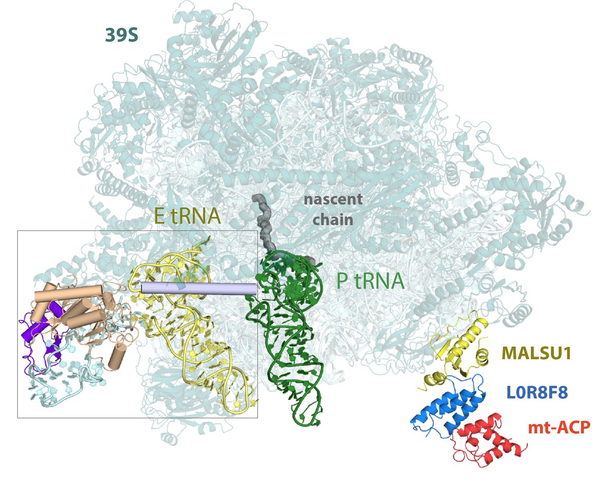 Previously reported ribosome biogenesis factors: MALSU1 (C7orf30), L0R8F8, and mt-ACP (mitochondrial acyl carrier protein) have a checkpoint role during in the mtRQC pathway  @A_Amunts  @alanbrownhms  @NatureSMB @NAR_Open | 5/5 https://www.nature.com/articles/nsmb.3464  https://academic.oup.com/nar/article-lookup/doi/10.1093/nar/gkr1282
