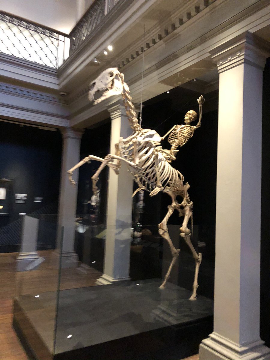 Youll also find the fan favourites like Sir Hercules the Horse that sired 6 Melbourne Cup Winners and.... an Irish Elk from high above. Impressive!  #AUReopening 27/n