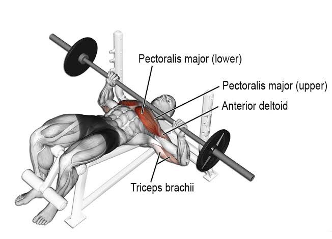 oke lanjut ke CHEST1. Bench press2. Incline bench press3. Decline bench press4. Dipssemua 3x12 repetisi