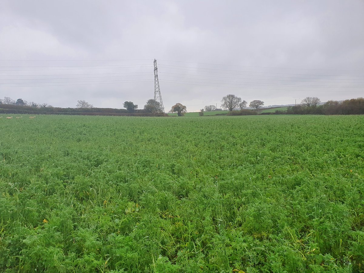 Let's play "where is the sheep"