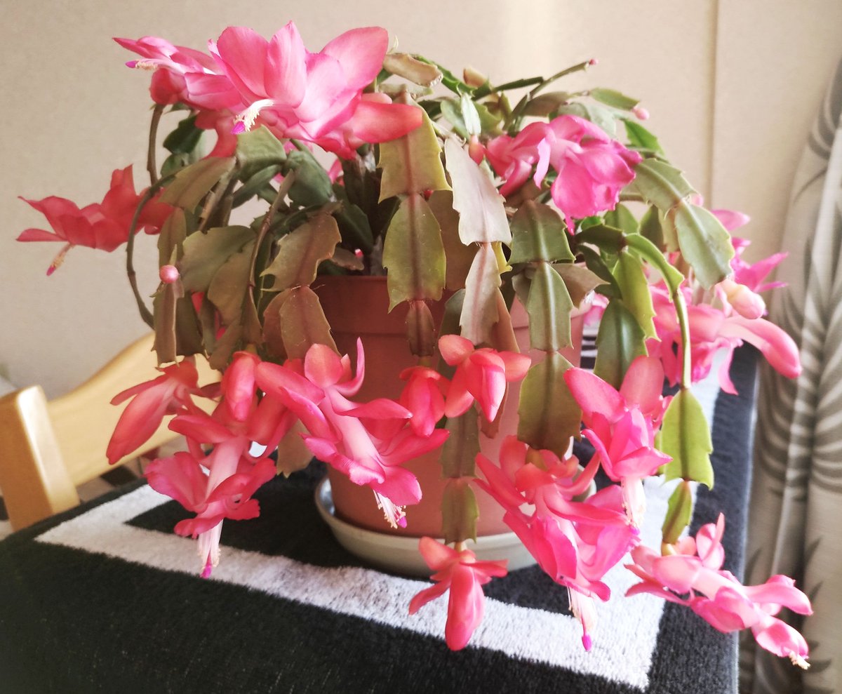 こころんグリーン シャコバサボテンの花が咲き揃いました ピンクの綺麗な花がたくさん開いています 一番素晴らしい姿です シャコバサボテン 秋の花 秋 多肉植物 園芸品種 ピンク 園芸 ガーデニング 熊本市南区 熊本