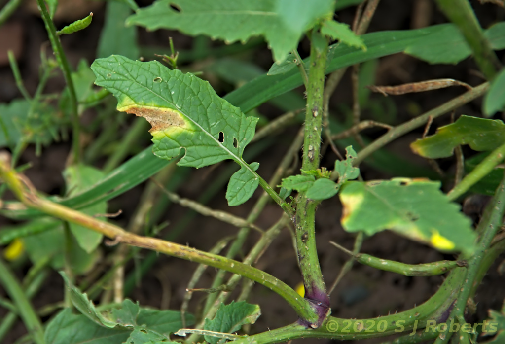 planthealth's tweet photo. Impressive symptoms of #Xanthomonas #Xcc black rot on the weed #charlock growing in a #brassica crop #wildplantdisease https://t.co/6PVqkm6EF3