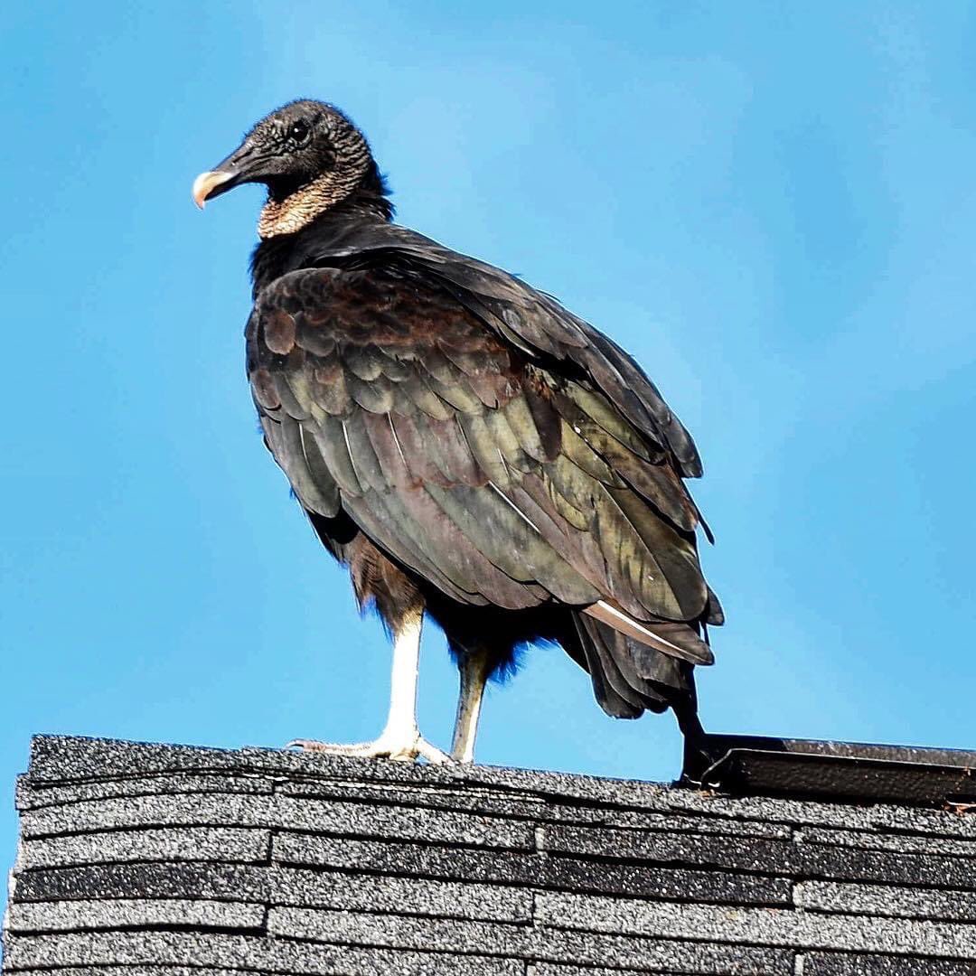 vrundavs's tweet photo. The beautiful American black vulture๐ค๐ค๐ค
At #Boyds #Maryland
First day when I saw ...I thought some sort of figurine was on roof top..!
A #waybackpost #birdsofprey #americanbirds #traveldairies #avibase #IndiAves #canonphotography https://t.co/JqoIPDw8UX