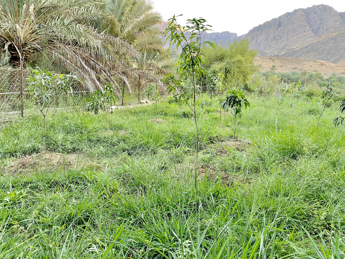 batsh1984 tweet media