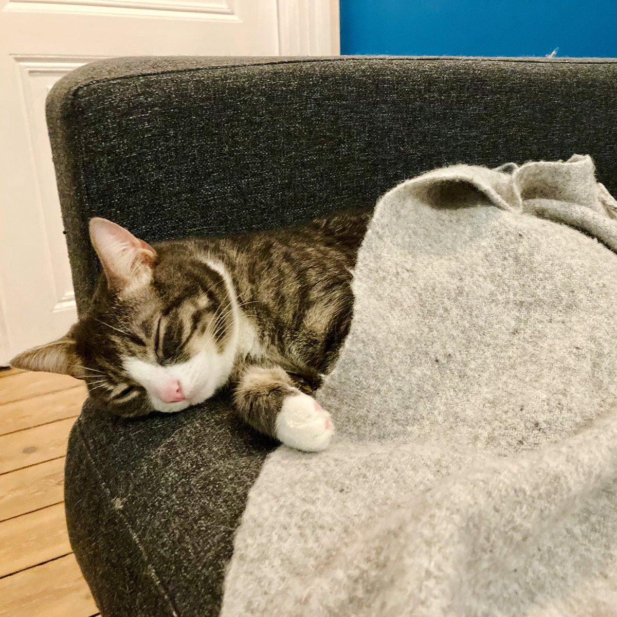 My home office secretary is on strike today. #workersoftheworldunite✊