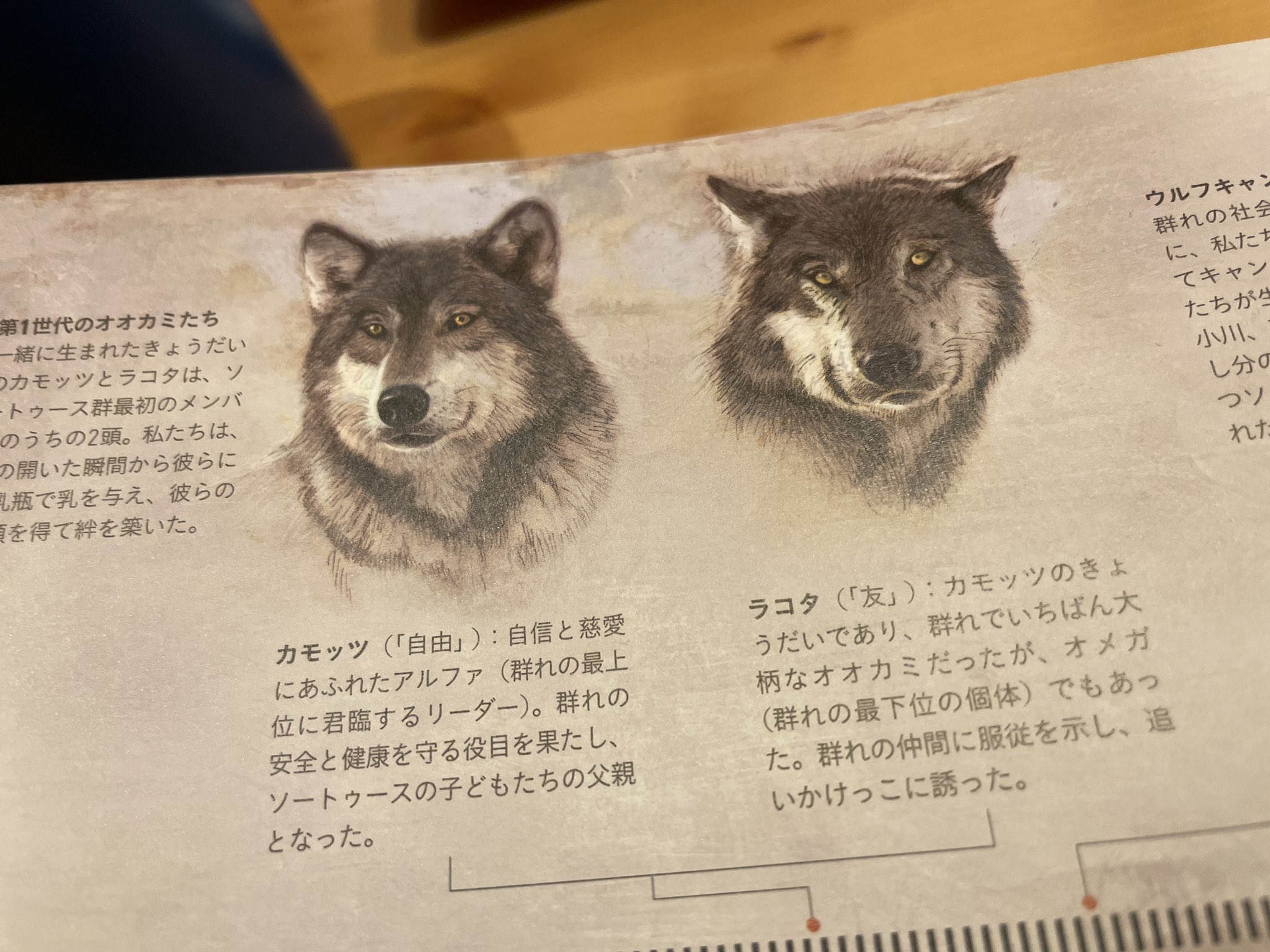 ぬまがさワタリ ゆかいないきもの超図鑑 ３ ８発売 オオカミ たちの隠された生活 カモッツというアルファ 群れのリーダー を中心とした集団の 人間模様ならぬオオカミ模様が興味深い オメガ 群れの最下位 である オオカミのラコタは 仲間にナメ