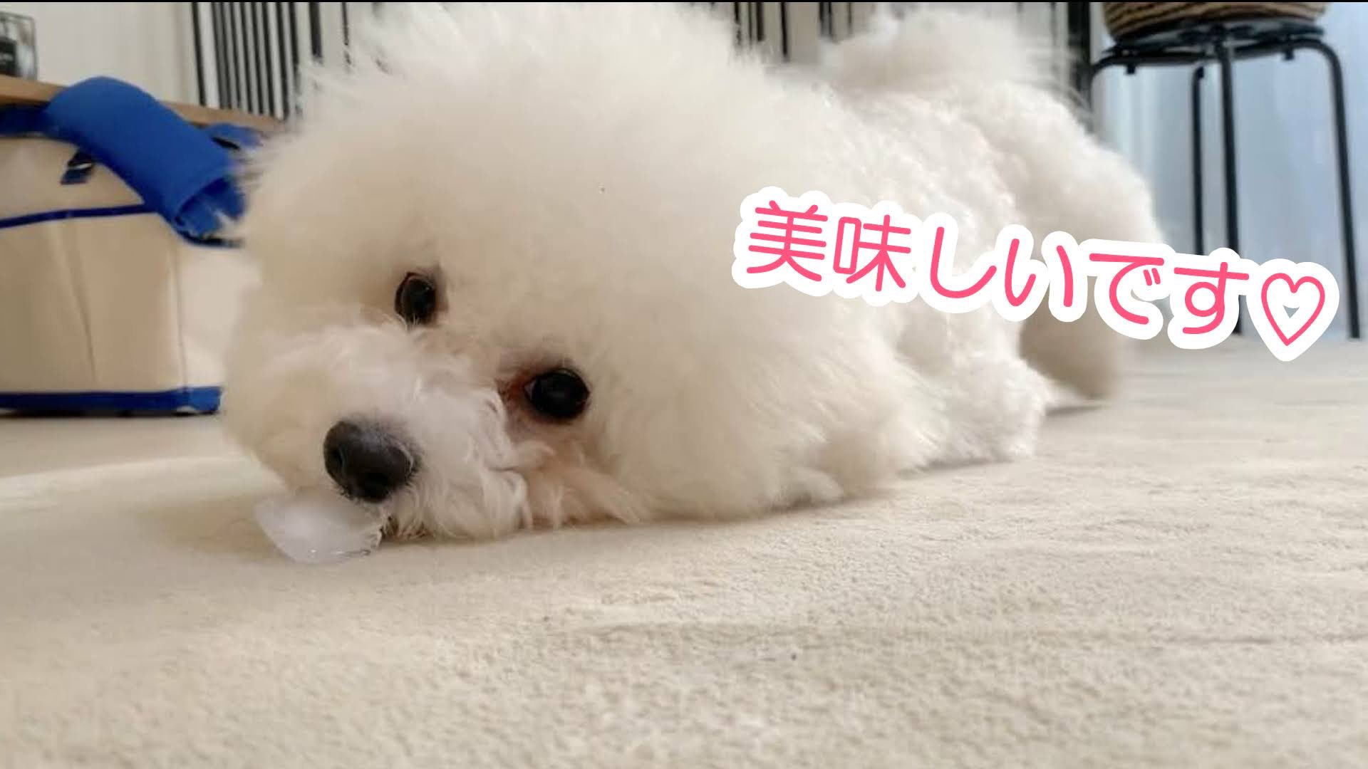 Tweets With Replies By 白いもふもふのうどん Bichon Udon Twitter