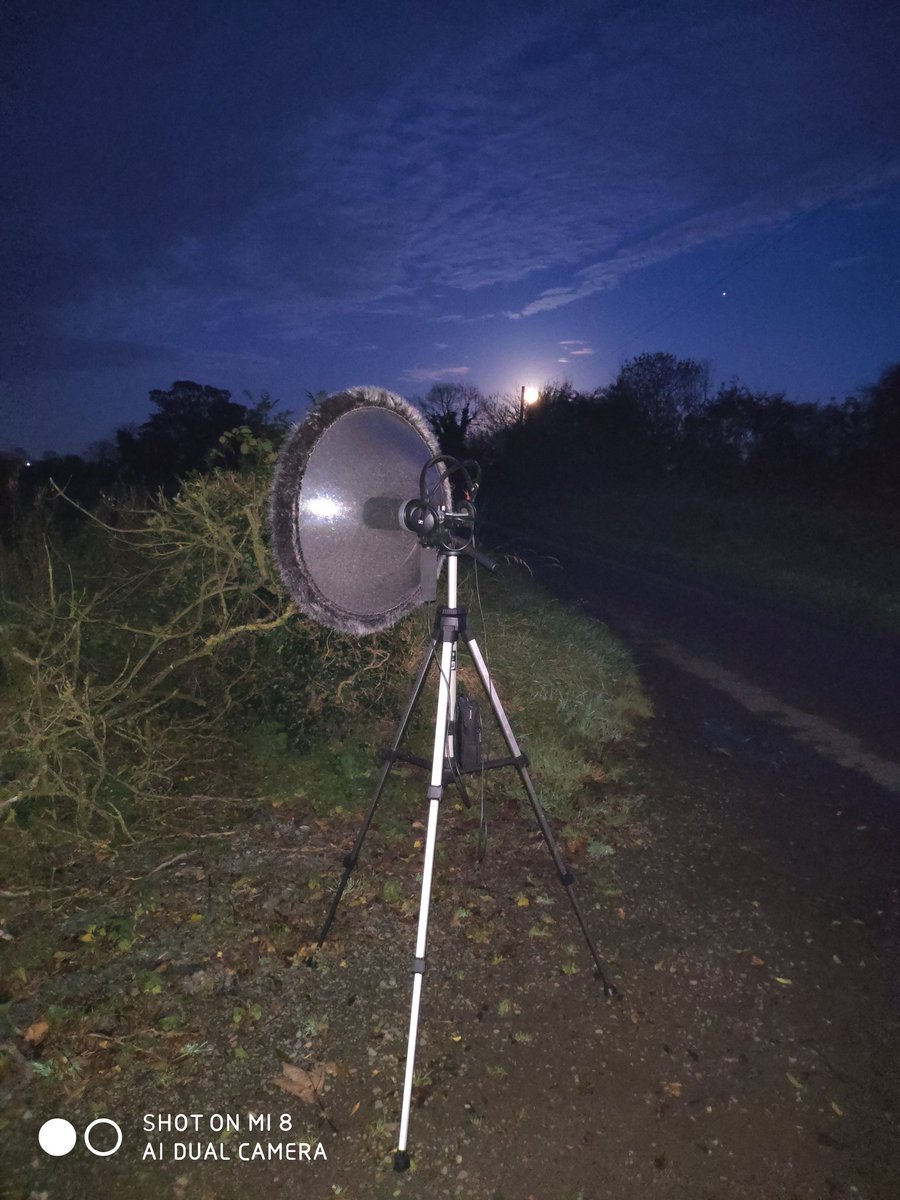 Trying to find this 2nd brood without any nighvision gear wasn't easy. Took many nights searching but with the combo of the parabolic mic and my wee mate, Tyto we found the nest just over 1 mile from the main nest box. I've never heard of a 2nd nest so far away before.