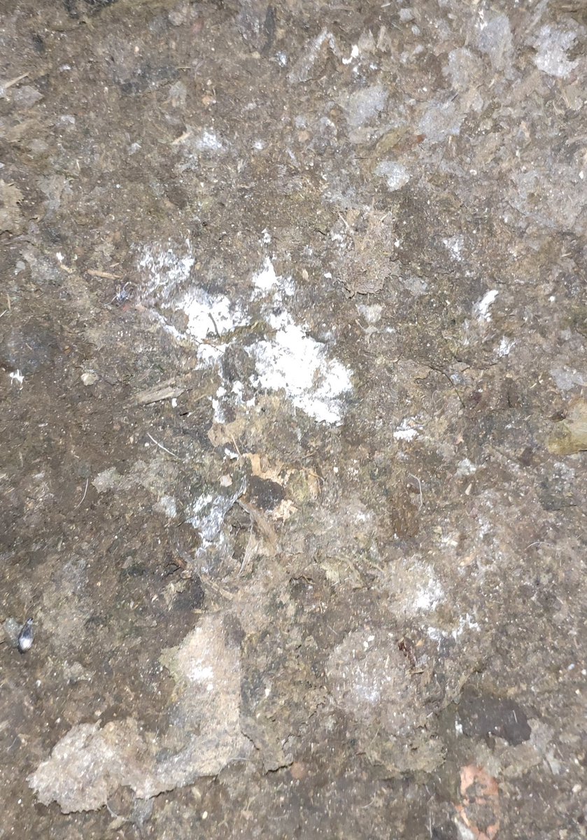 Trying to find this 2nd brood without any nighvision gear wasn't easy. Took many nights searching but with the combo of the parabolic mic and my wee mate, Tyto we found the nest just over 1 mile from the main nest box. I've never heard of a 2nd nest so far away before.