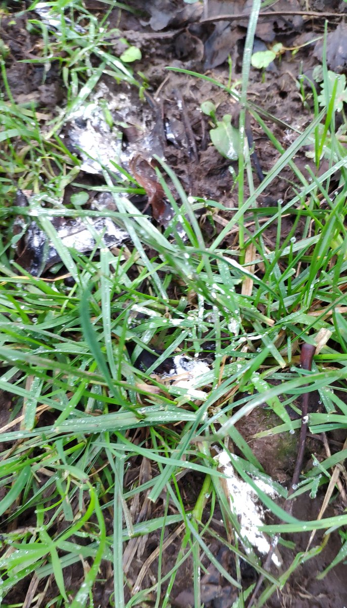 Trying to find this 2nd brood without any nighvision gear wasn't easy. Took many nights searching but with the combo of the parabolic mic and my wee mate, Tyto we found the nest just over 1 mile from the main nest box. I've never heard of a 2nd nest so far away before.